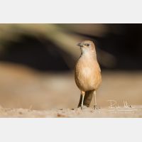 4356 x 2904_Px _RM_140225_MG_5068.jpg