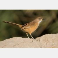 5088 x 3392_Px _RM_140225_MG_4978.jpg