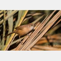 5184 x 3456_Px _RM_140225_MG_5022.jpg