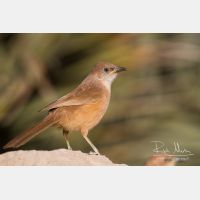 5184 x 3456_Px _RM_140225_MG_5030.jpg