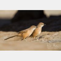 5184 x 3456_Px _RM_140225_MG_5043.jpg