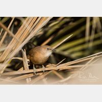 5184 x 3456_Px _RM_140225_MG_5046.jpg