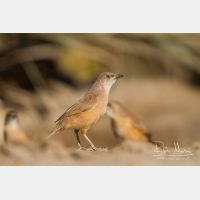 5184 x 3456_Px _RM_140225_MG_5049.jpg