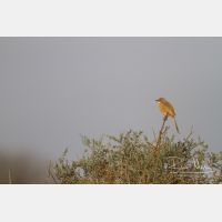 5184 x 3456_Px _RM_140303_MG_9735.jpg