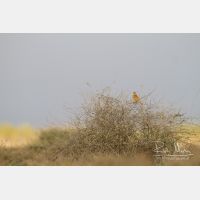 5184 x 3456_Px _RM_140303_MG_9741.jpg