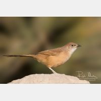 5604 x 3736_Px _RM_140225_MG_4978_b.jpg