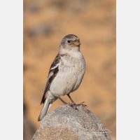 1979 x 2969_Px _RM_070716_MG_8576.jpg