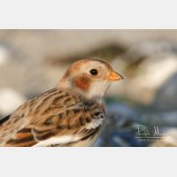 3021 x 2014_Px _RM_061025_MG_4223.jpg