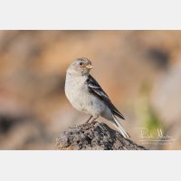 3090 x 2060_Px _RM_070716_MG_8560.jpg