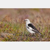 3138 x 2092_Px _RM_070716_MG_8596.jpg