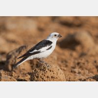 3143 x 2095_Px _RM_070716_MG_8670.jpg