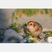 3144 x 2096_Px _RM_061025_MG_4189.jpg