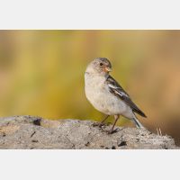 3223 x 2149_Px _RM_070716_MG_8551_b.jpg