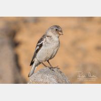 3367 x 2245_Px _RM_070716_MG_8572.jpg