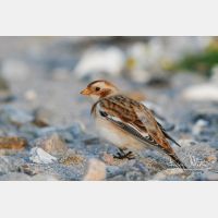 3504 x 2336_Px _RM_061025_MG_4293.jpg