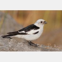 3504 x 2336_Px _RM_070716_MG_8644.jpg