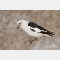 3504 x 2336_Px _RM_070716_MG_8649.jpg