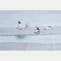 4444 x 2963_Px _RM_141225_MG_4119.jpg