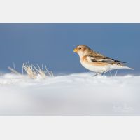 4523 x 3015 Px   _RM_200106_D2_0520.jpg