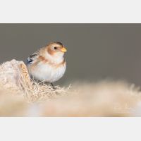 4554 x 3036 Px   _RM_200106_D2_0422.jpg