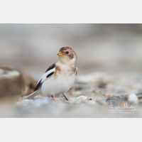 4578 x 3052_Px _RM_131016_MG_8541.jpg