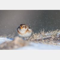 4712 x 3141 Px   _RM_200106_D2_0437.jpg