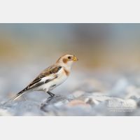 4869 x 3246_Px _RM_131016_MG_9146.jpg