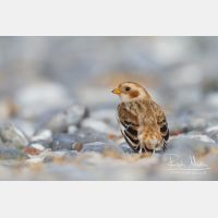 5020 x 3347_Px _RM_131016_MG_9124.jpg