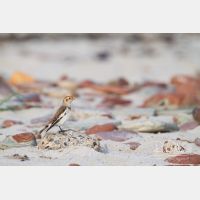 5184 x 3456_Px _RM_141014_MG_4352.jpg