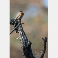 2917 x 4375_Px _RM_170610_MG_0536.jpg