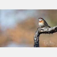 4259 x 2840_Px _RM_170610_MG_0555.jpg