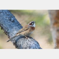 4309 x 2873_Px _RM_170610_MG_0440.jpg