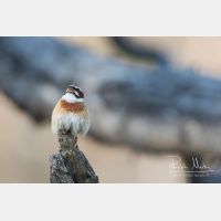 4566 x 3044_Px _RM_170610_MG_0307.jpg