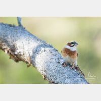 4741 x 3161_Px _RM_170610_MG_0327.jpg