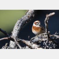 5055 x 3370_Px _RM_170610_MG_0454.jpg