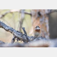 5124 x 3416_Px _RM_170610_MG_0494.jpg