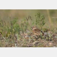 5152 x 3434 Px   _RM_190607_D2_7311.jpg