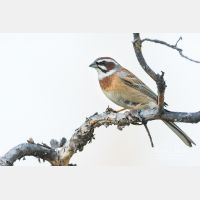 5219 x 3479_Px _RM_170610_MG_0369.jpg