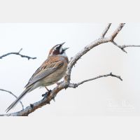 5243 x 3496_Px _RM_170610_MG_0390.jpg