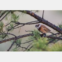 5472 x 3648 Px   _RM_190607_D2_7121.jpg