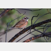 5472 x 3648 Px   _RM_190607_D2_7164.jpg