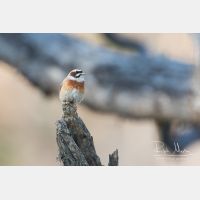 5472 x 3648_Px _RM_170610_MG_0303.jpg