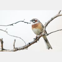 5472 x 3648_Px _RM_170610_MG_0410.jpg