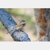 5472 x 3648_Px _RM_170610_MG_0435.jpg