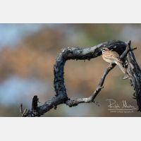 5472 x 3648_Px _RM_170610_MG_0517.jpg