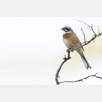 9875 x 6583_Px _RM_170610_MG_0352_bb.jpg