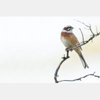 9875 x 6583_Px _RM_170610_MG_0359_bb.jpg