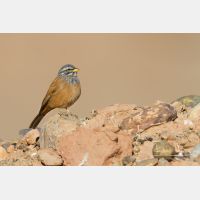 4096 x 2730_Px _RM_140221_MG_9266.jpg