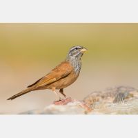 4445 x 2963_Px _RM_140302_MG_9322.jpg