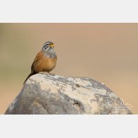 4560 x 3040_Px _RM_140221_MG_9280.jpg